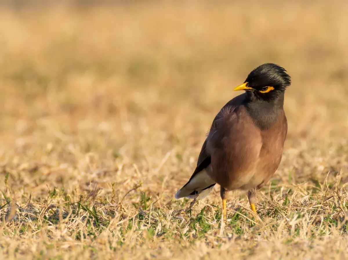 Indian myna with its black head and yellow eye-patch standing in dry grass