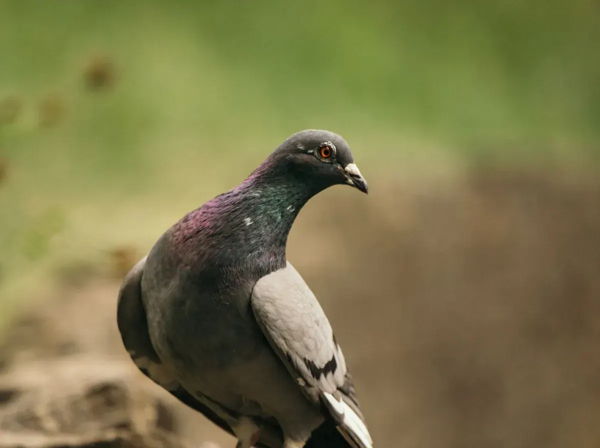 Feral pigeon perched on a wooden post, the most common nuisance bird at Canberra commercial sites