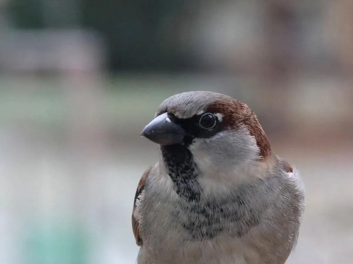 Close-up portrait of a house sparrow's grey crown and black throat patch