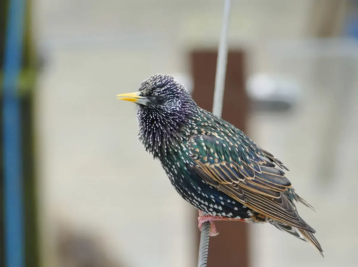 European starling with white-speckled iridescent plumage perched on a wire